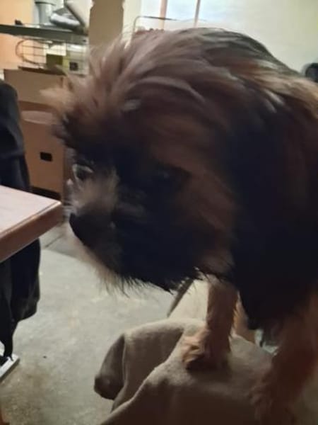 COOKIE - bei meinen Leuten wohlfühlen