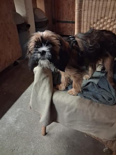 COOKIE - bei meinen Leuten wohlfühlen