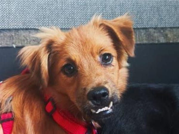 EMMA-zuckersüße Jung-Hündin,31 cm(w)