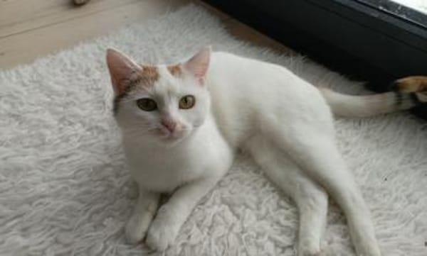 Melissa FelV positiv sucht Zuhause