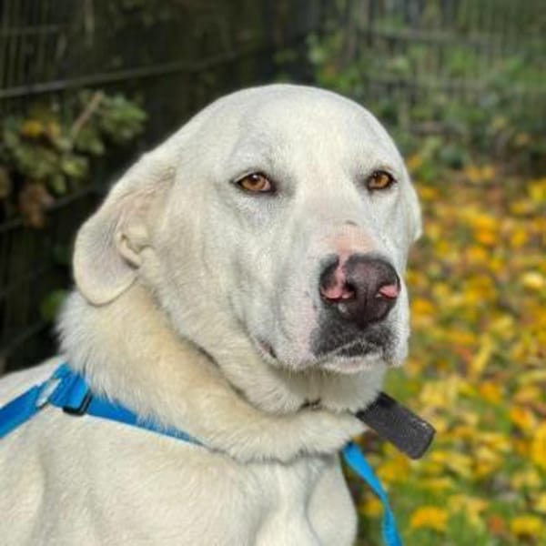 Aramis - ein liebevoller Weggefährte