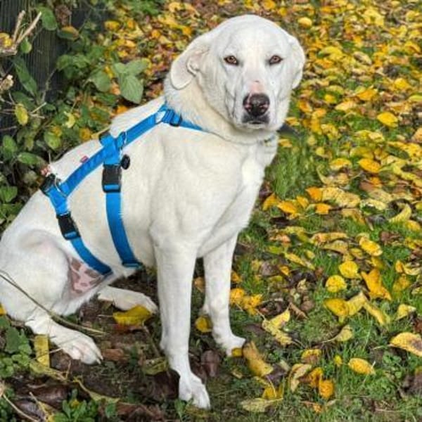 Aramis - ein liebevoller Weggefährte