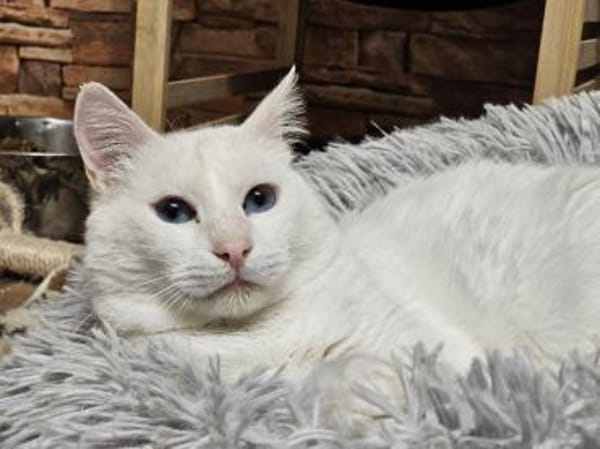 LUKE -sucht Paten und Streicheleinheiten