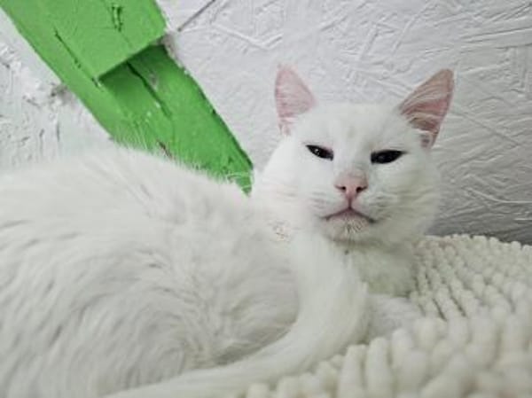 LUKE -sucht Paten und Streicheleinheiten