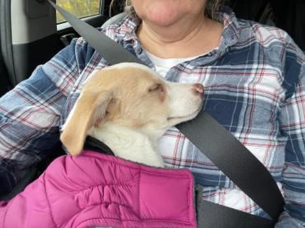 Kuscheliger Loki🌺 sucht seine Familie