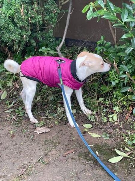 Kuscheliger Loki🌺 sucht seine Familie