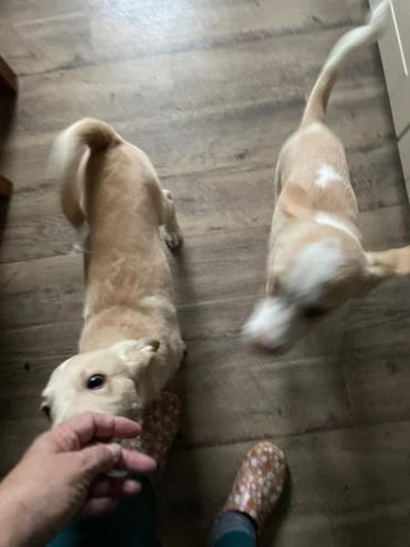 Kuscheliger Loki🌺 sucht seine Familie