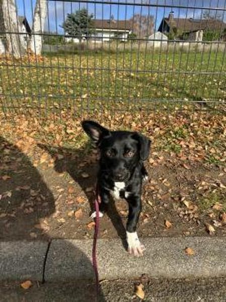 Fanny - nette Familienhündin