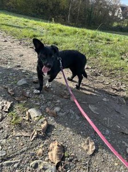 Fanny - nette Familienhündin