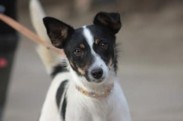 Gizi - charmant & verspielt