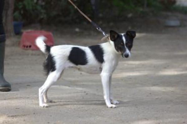 Gizi - charmant & verspielt