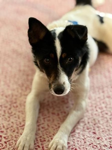 Gizi - charmant & verspielt