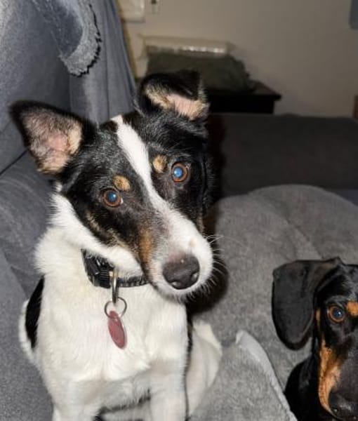 Gizi - charmant & verspielt