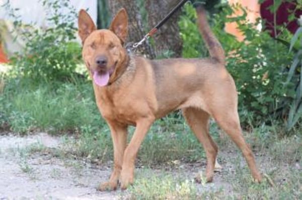 Solo - liebe, nette, blinde Hündin