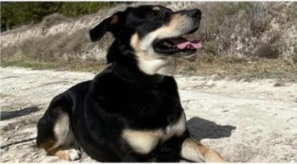 Samas aus RO, in DE 26605, sehr aktiv