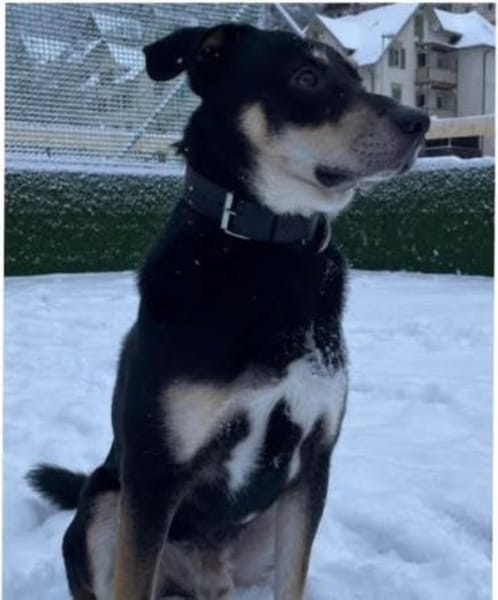 Samas aus RO, in DE 26605, sehr aktiv