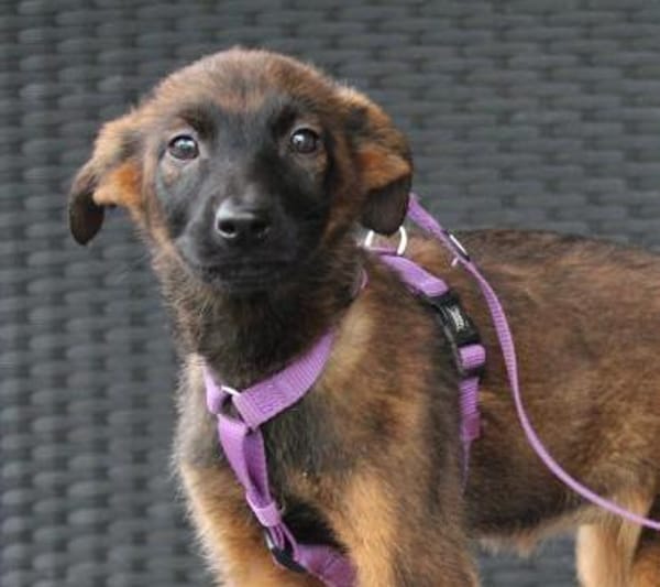 Lindina sucht liebevolle Familie....