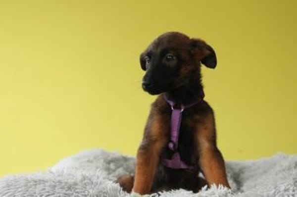 Lindina sucht liebevolle Familie....