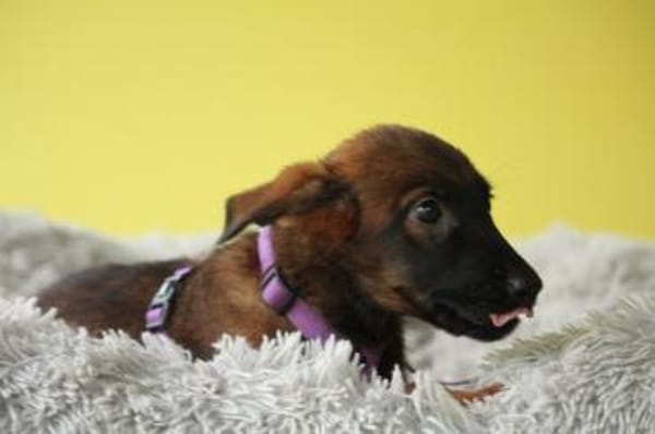 Lindina sucht liebevolle Familie....