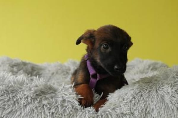 Lindina sucht liebevolle Familie....