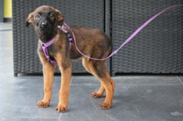 Lindina sucht liebevolle Familie....