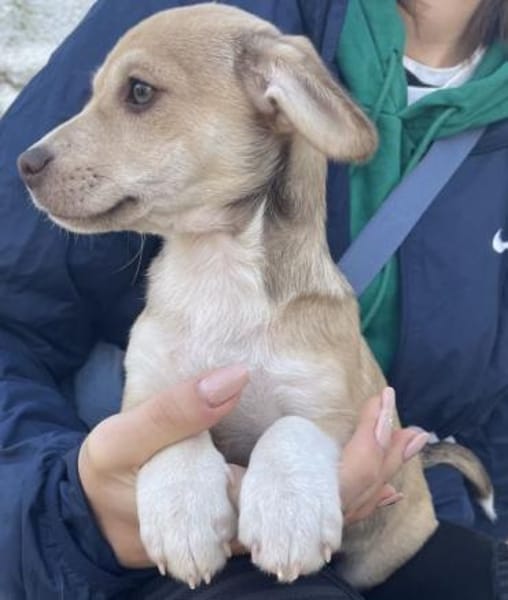 Vincenta, geb 08/2025, 21391 Reppenstedt