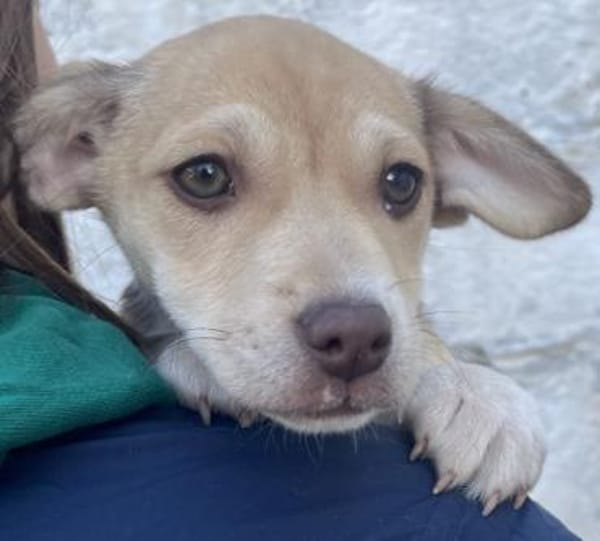 Vincenta, geb 08/2025, 21391 Reppenstedt