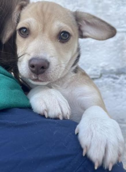 Vincenta, geb 08/2025, 21391 Reppenstedt