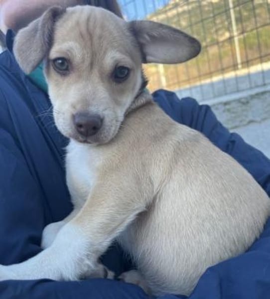 Vincenta, geb 08/2025, 21391 Reppenstedt