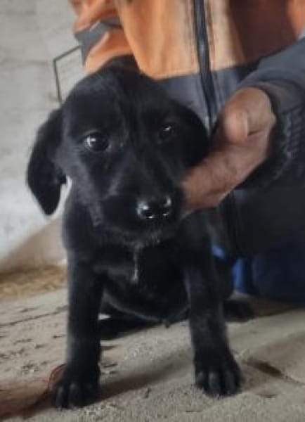 Nora 30 cm (Nov 25) Pflegestelle