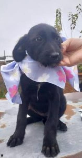 Nora 30 cm (Nov 25) Pflegestelle