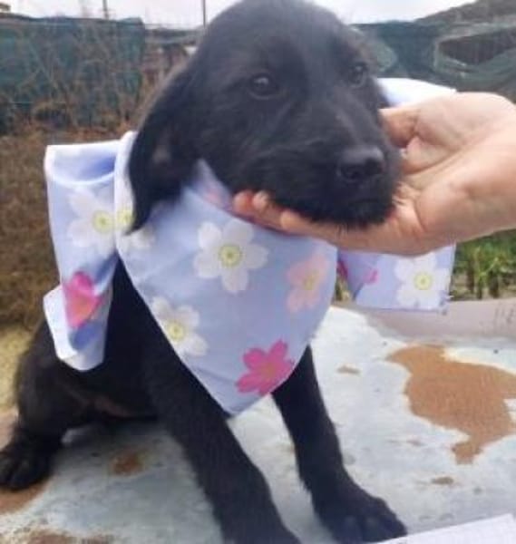 Nora 30 cm (Nov 25) Pflegestelle