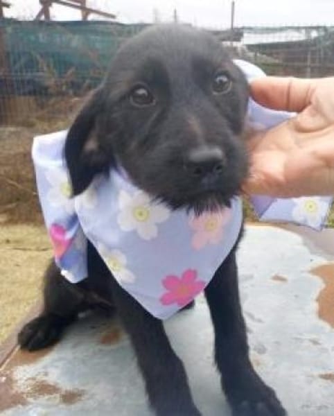 Nora 30 cm (Nov 25) Pflegestelle