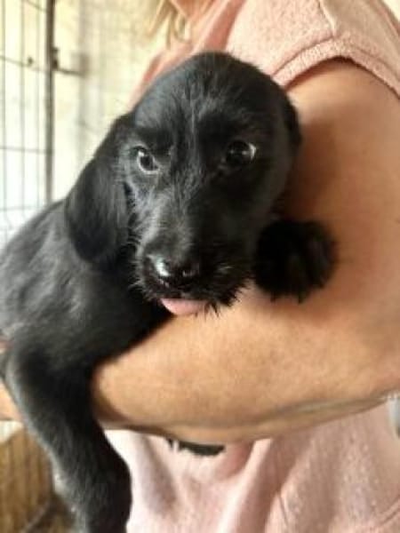 Nora 30 cm (Nov 25) Pflegestelle