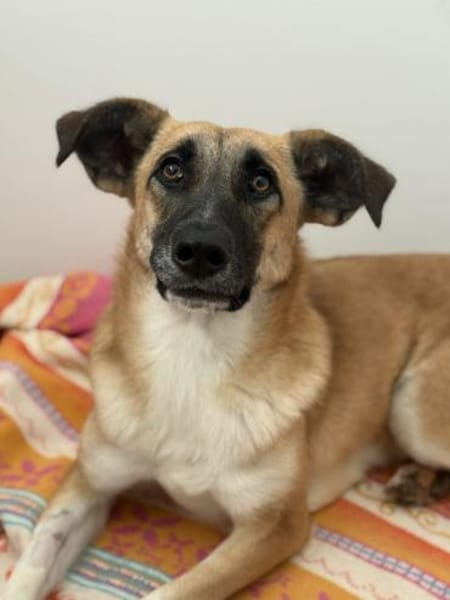 Malaika  Lebensfreude auf vier Pfoten