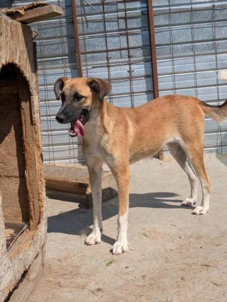 Malaika  Lebensfreude auf vier Pfoten