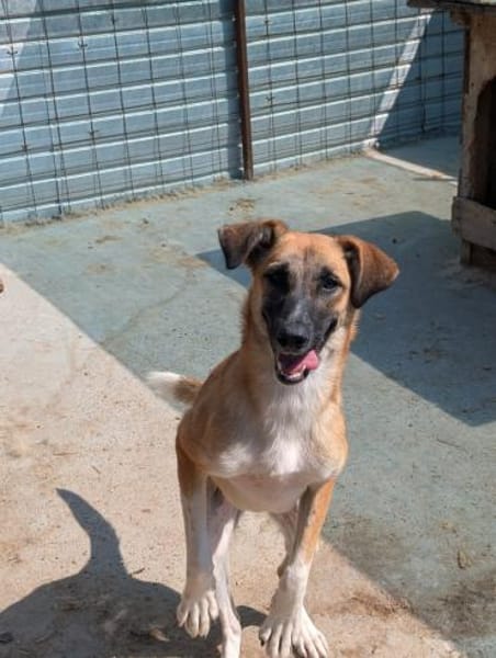 Malaika  Lebensfreude auf vier Pfoten