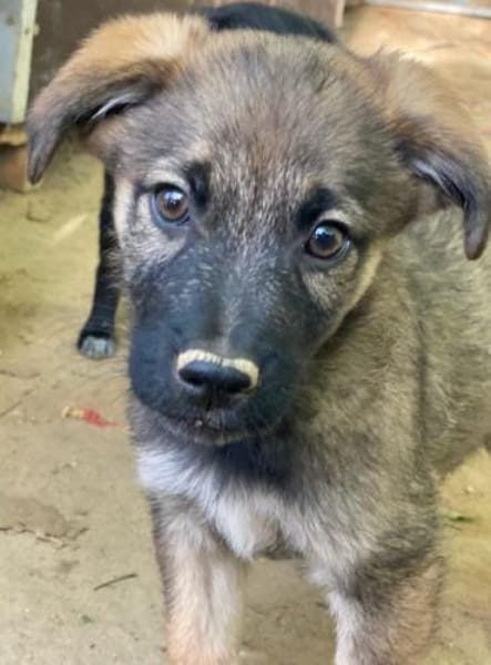 Fondue, geb. ca. 08/2025, 50997 Köln