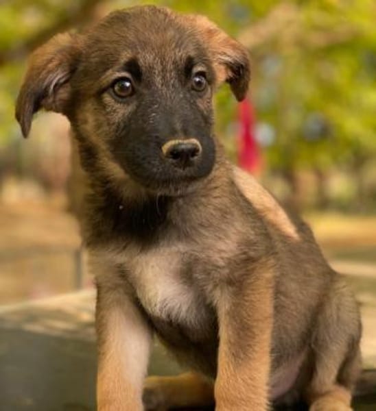 Fondue, geb. ca. 08/2025, 50997 Köln