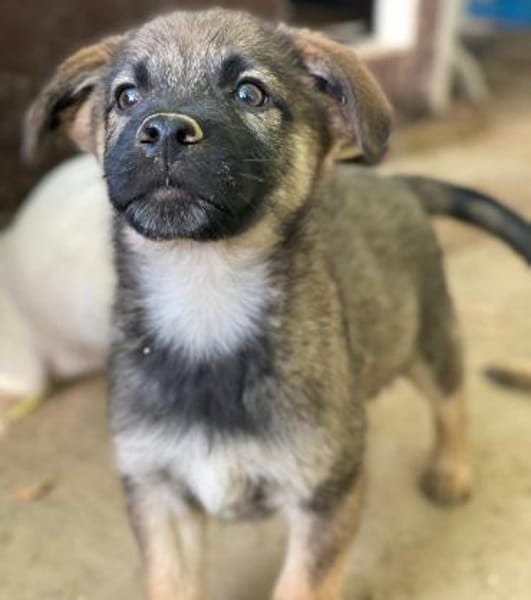 Fondue, geb. ca. 08/2025, 50997 Köln