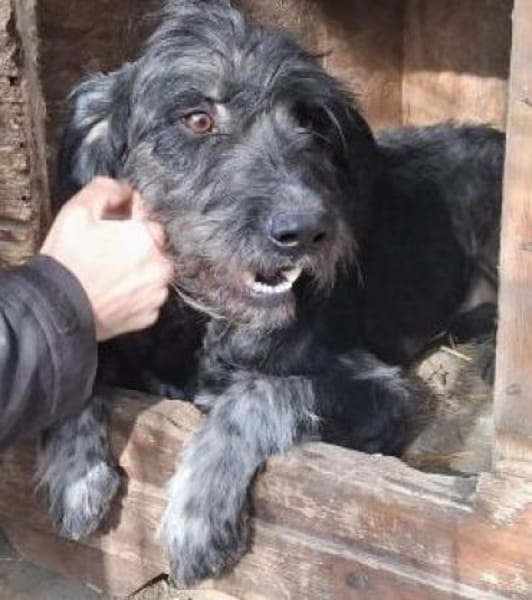 Ringo 50 cm (Pflegestelle)