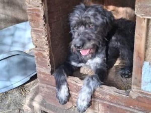 Ringo 50 cm (Pflegestelle)