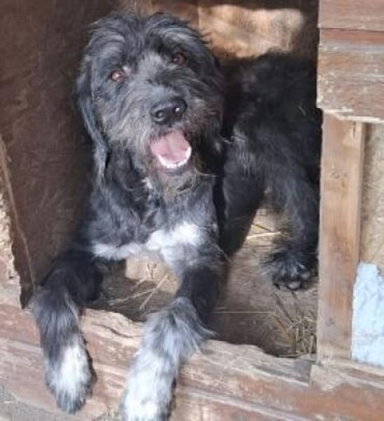 Ringo 50 cm (Pflegestelle)