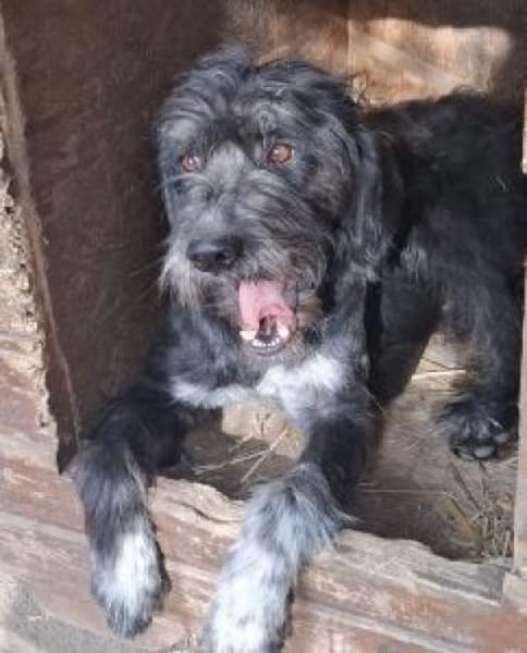 Ringo 50 cm (Pflegestelle)