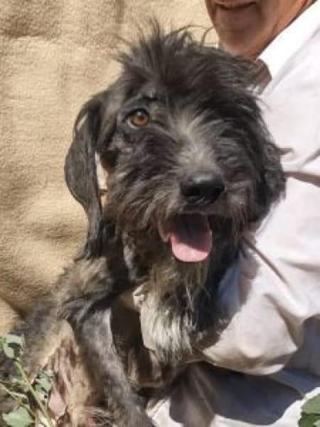 Ringo 50 cm (Pflegestelle)