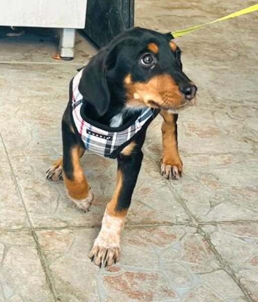 Elara sucht ihre Familie zum Ankommen