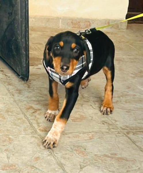 Elara sucht ihre Familie zum Ankommen