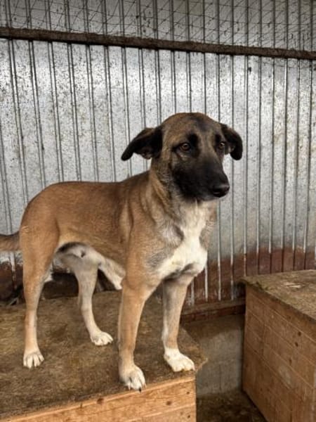 Zayah  treue Begleiterin sucht Familie