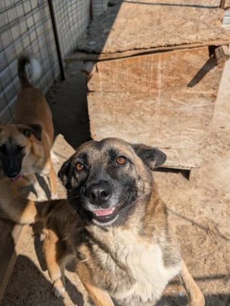 Zayah  treue Begleiterin sucht Familie