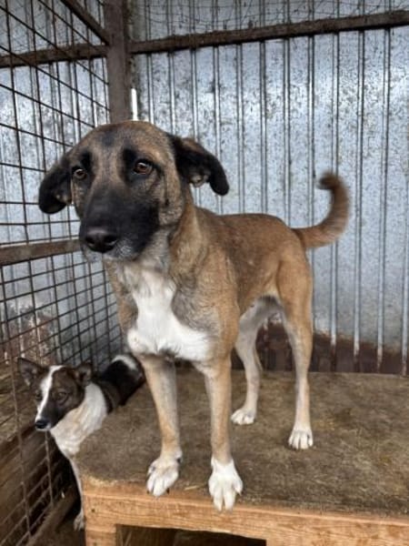 Zayah  treue Begleiterin sucht Familie